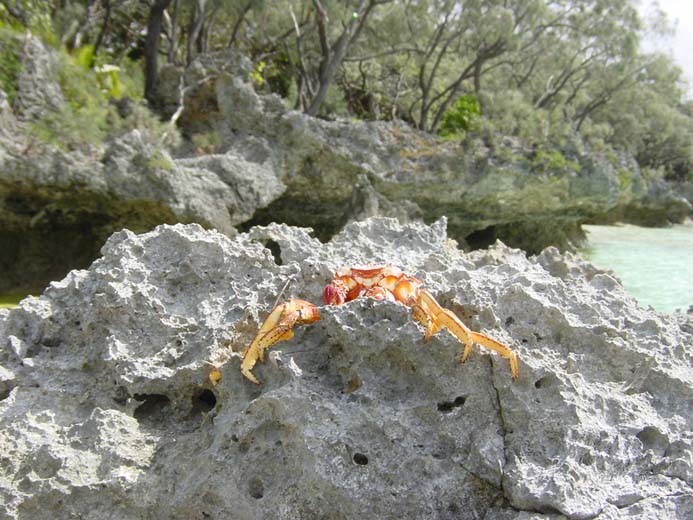 Lifou, WE du 15 aout 044