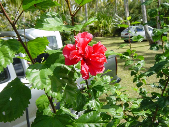 Lifou, WE du 15 aout 125