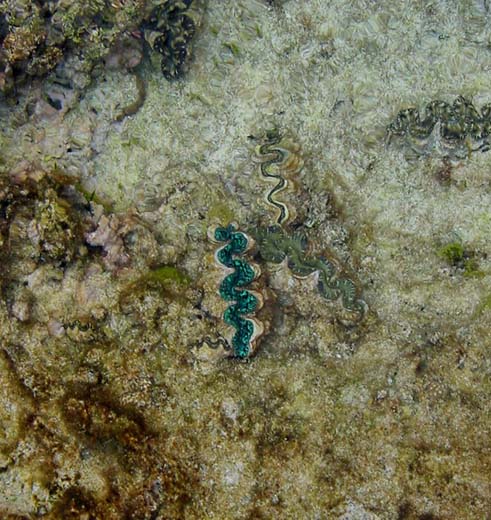 Lifou, WE du 15 aout 131