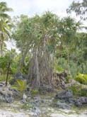 Lifou, WE du 15 aout 020