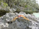 Lifou, WE du 15 aout 044