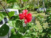 Lifou, WE du 15 aout 125