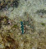 Lifou, WE du 15 aout 131