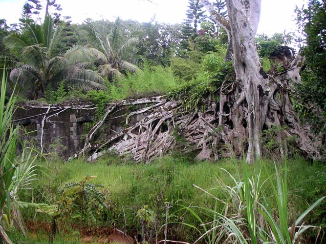 ancien cachot recouvert de racines