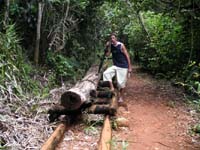 rail en bois pour le transport de gros tronc dans une ancienne exploitation forestière