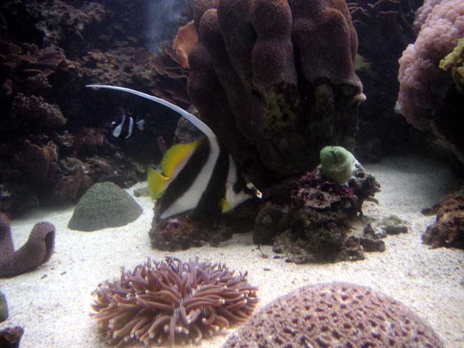 Aquarium Noël 081