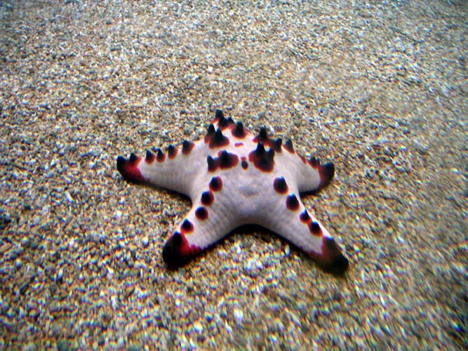 Aquarium Noël 094
