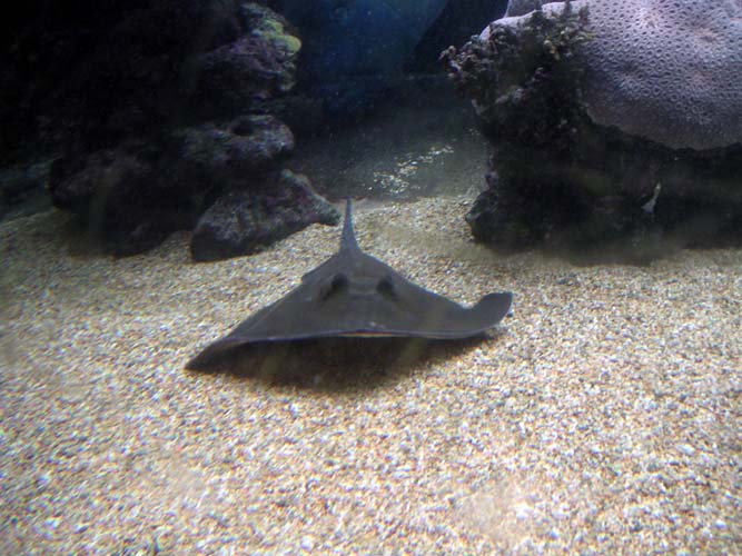 Aquarium Noël 103