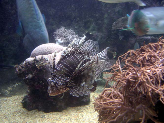 Aquarium Noël 119