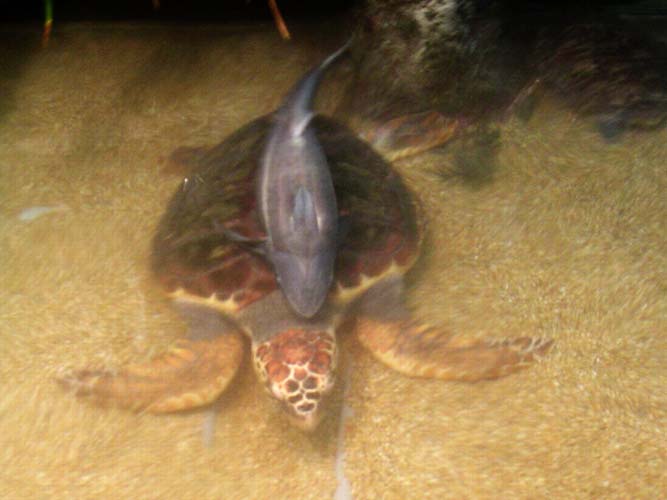 Aquarium Noël 123