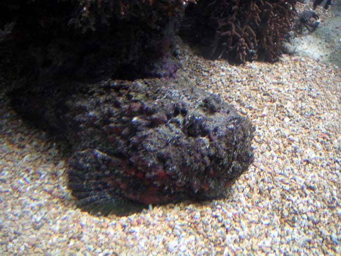 Aquarium Noël 127