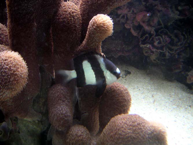 Aquarium Noël 137
