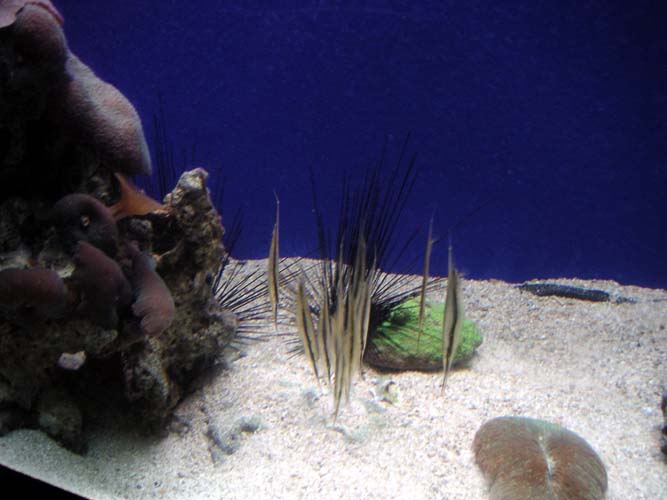 Aquarium Noël 147