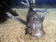 Aquarium Noël 083