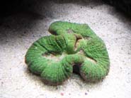Aquarium Noël 086