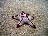 Aquarium Noël 094