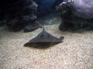 Aquarium Noël 103