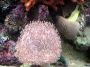 Aquarium Noël 124