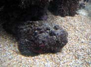Aquarium Noël 127