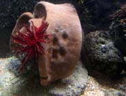 Aquarium Noël 128