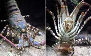 Aquarium Noël 140