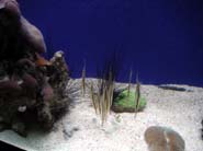 Aquarium Noël 147