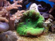 Aquarium Noël 149